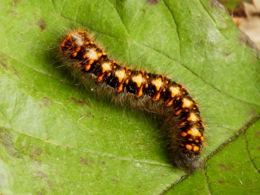 1637 Oak Eggar (Lasiocampa quercus) - early instar caterpillar