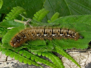 1637 Oak Eggar (Lasiocampa quercus) - fully grown caterpillar