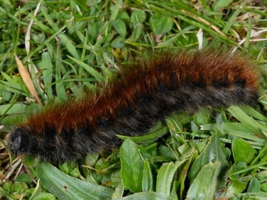 1638 Fox Moth (Macrothylacia rubi) over wintered final instar caterpillar