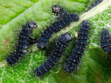 1643 Emperor Moth (Saturnia pavonia) newly emerged caterpillars