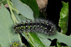 British Caterpillars