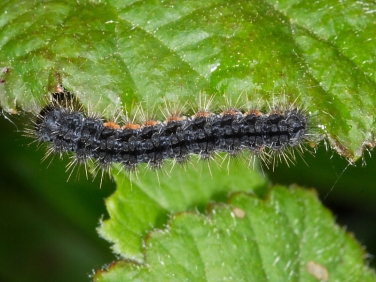 2050 Common Footman (Eilema lurideola) - caterpillar