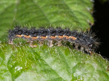 2050 Common Footman (Eilema lurideola) - caterpillar