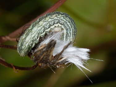 2164 Broad-barred White (Hecatera bicolorata) - larva
