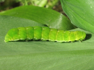 2306 Angle Shades (Phlogophora meticulosa) fully grown green form of caterpillar