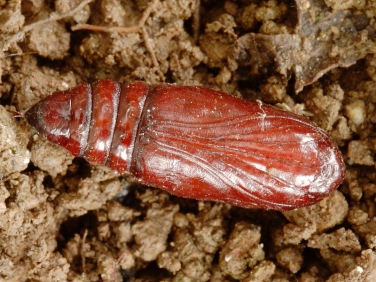 2306 Angle Shades (Phlogophora meticulosa) - pupa