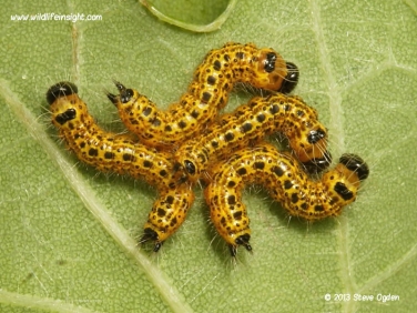 1994 Buff-tip (Phalera bucephala) 13mm long caterpillars