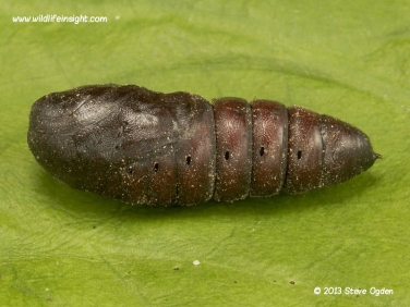 1994 Buff-tip (Phalera bucephala) pupa