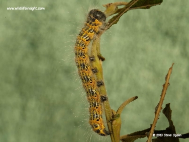 1994 Buff-tip (Phalera bucephala) fully grown caterpillar