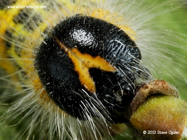 1994 Buff-tip (Phalera bucephala) caterpillar head