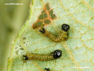 1994 Buff-tip (Phalera bucephala) caterpillars 1 day old