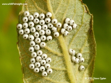 1994 Buff-tip (Phalera bucephala) eggs