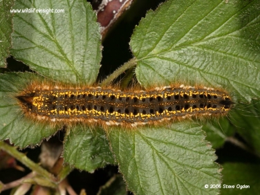 1640 Fully grown Drinker moth caterpillar