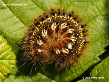 1640 Fully grown Drinker moth caterpillar basking in sun