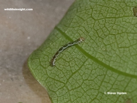 2 mm long 1 day old caterpillar Jersey Mocha caterpillar (Cyclophora ruficiliaria)