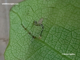 Jersey Mocha  2 mm long 1 day old caterpillar (Cyclophora ruficiliaria)