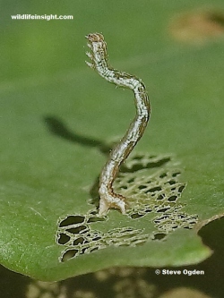 7 mm long Jersey Mocha caterpillar (Cyclophora ruficiliaria)