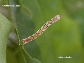 10 mm long Jersey Mocha caterpillar (Cyclophora ruficiliaria)