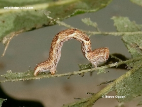 17 mm long Jersey Mocha caterpillar (Cyclophora ruficiliaria)