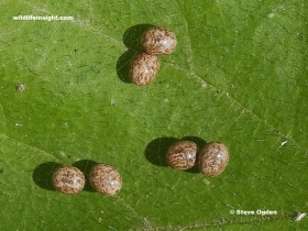 Oak Eggar eggs laid by female attracted to light in Cornwall. Uk