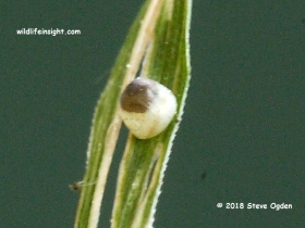 Speckled Wood Butterfly 8 day old egg with developing caterpillar inside  © 2018 Steve Ogden