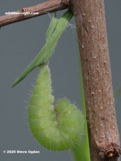 Pupating Wall Brown butterfly caterpillar