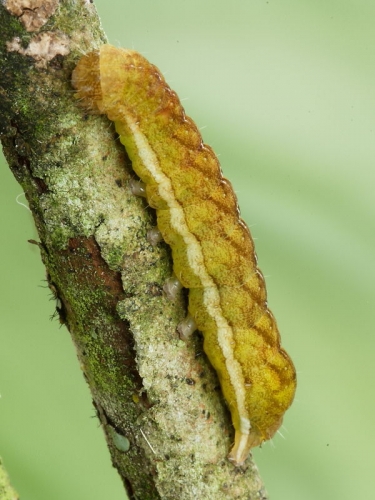 2306 Angle Shades (Phlogophora meticulosa) caterpillar - view of pale spiracular line on yellow/brown form © Steve Ogden