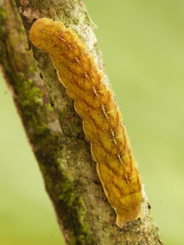 2306 Angle Shades (Phlogophora meticulosa) caterpillar - dorsal view of yellow/brown form © Steve Ogden