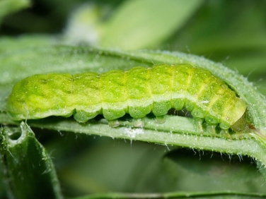 2306 Angle Shades (Phlogophora meticulosa) fully grown green form of caterpillar