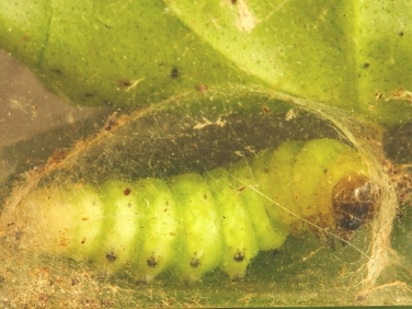 2306 Angle Shades (Phlogophora meticulosa) caterpillar spinning cocoon