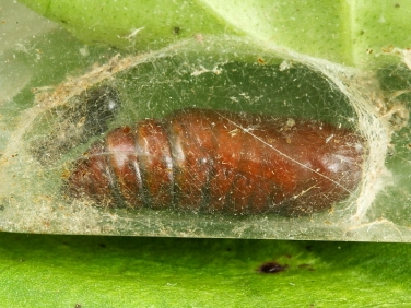 2306 Angle Shades (Phlogophora meticulosa) - pupa inside cocoon