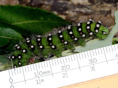 caterpillar_identification
