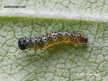 one day old 2 mm Comma Butterfly caterpillar
