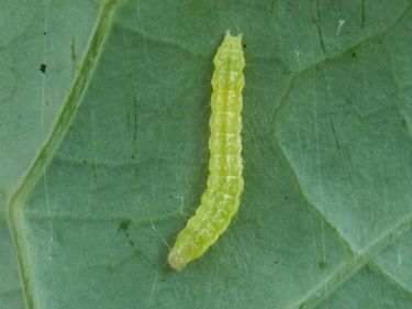 0464 Diamond-back Moth (Plutella xylostella) caterpillar