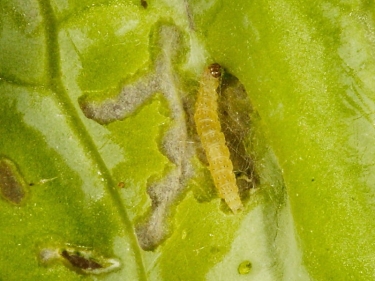 0464 Diamond-back Moth (Plutella xylostella) caterpillar spinning slight silk web