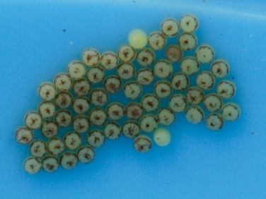 2154 Cabbage Moth (Mamestra brassicae) 4 day old eggs
