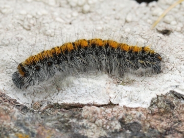 1636 Grass Eggar (Lasiocampa trifolii) - fully grown caterpillar at Kynance Cove, Lizard peninsular