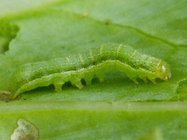 2154 Cabbage Moth (Mamestra brassicae) 12mm green form of caterpillar