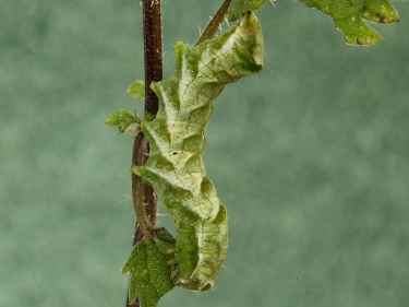 2155 Dot Moth (Melanchra persicariae) green form of caterpillar on nettle