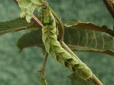 2155 Dot Moth (Melanchra persicariae) green form of caterpillar on nettle