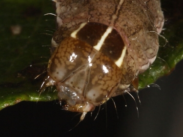 2155 Dot Moth (Melanchra persicariae) head of brown form of caterpillar