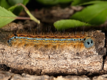 The Lackey (Malacosoma neustria) caterpillar