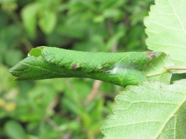 Caterpillar in leaf roll