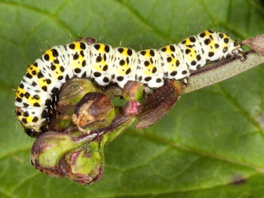 2221 The Mullein (Shargacucullia verbasci) final instar caterpillar on Figwort