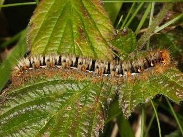 1637 Oak Eggar (Lasiocampa quercus) late instar caterpillar
