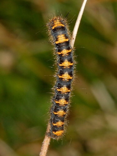 1637 Oak Eggar (Lasiocampa quercus) - 2nd instar caterpillar