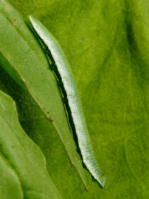orange-tip-caterpillar-late-instar-9733