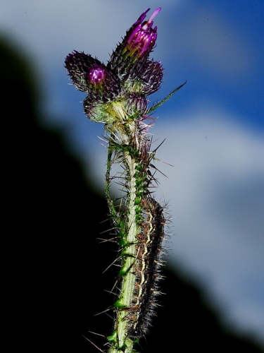 1591 Painted Lady (Vanessa cardui) - larva on Marsh Thistle (Cirsium palustre)