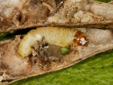 1257 Pea moth (Cydia nigricana) caterpillar in pea pod