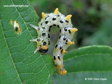 Sawfly Larva on alder